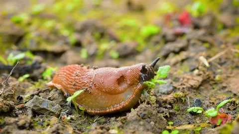 Slug snail without shell eats leaf Stock Footage 220368910