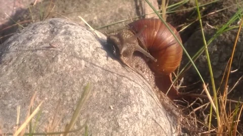 Slug Sunbathing on Stone - Animated Nature Scene" Stock Footage 307465960