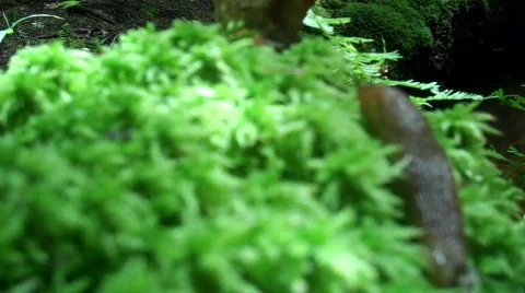 Slug texture Stock Footage 607084