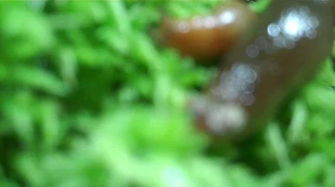 Slug texture02 Stock Footage 607072