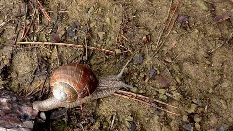 Slug time lapse Stock-Footage 82616817