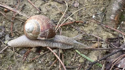 Slug time lapse Stock-Footage 82616910