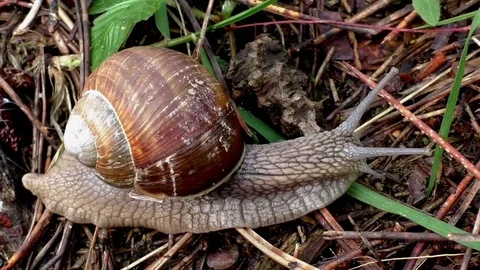 Slug time lapse 스톡 동영상 82616926