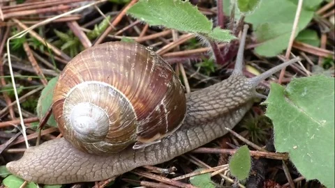 Slug time lapse Stock Footage 82616961