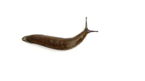 Slug Top Stock Footage 98679152