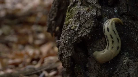Slug on a tree, bark, nature Stock Footage 91184451