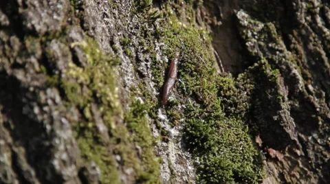 SLUG ON A TREE Stock Footage 65468320