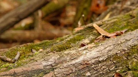 Slug Sounding Stock Videos – Royalty-Free HD & 4K Videos | Pond5