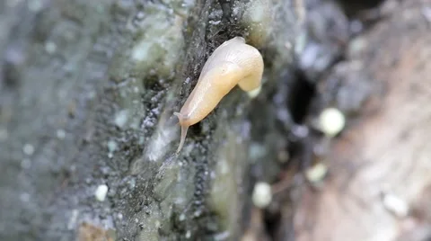 Slug on a tree in the rain Video stock 40382232
