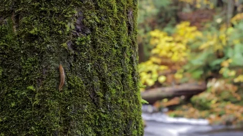 Slug on a Tree Timelapse Video stock 81221961