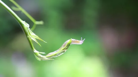 Slug on a vine Stock Footage 136733068