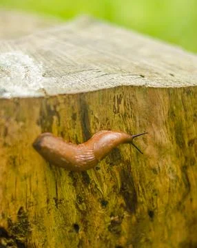 Slug walking on a fallen tree stump Stock Photos