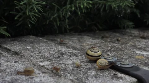 Slug on a wall Stock Footage 41981075