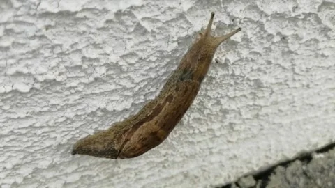 The slug in the wall Stock Footage 194944751
