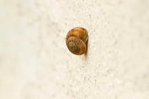 Slug on a wall Stock Photos