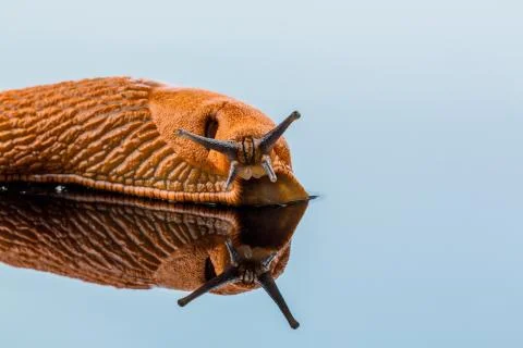 Slug on a white background Stock Photos