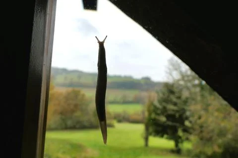 Slug on a Window. Stock Photos