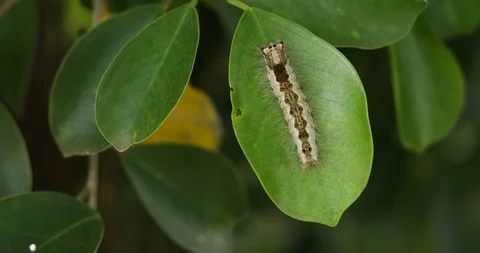 Slug worm on green leaf,  slug worm lives on the green leaves. Stock Footage 118247668