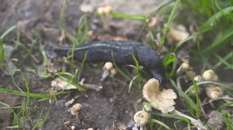 Slug in the yard Stock Footage 55395626