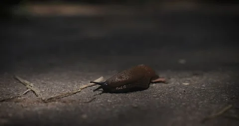 Slug_4k_25Fps Stock Footage 246316831