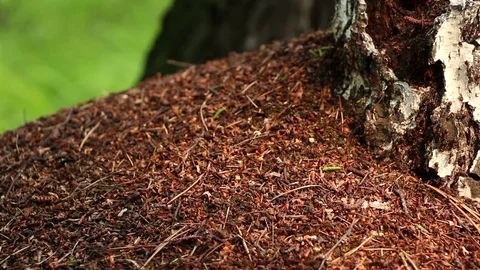 Sluggish ants crowd on top of anthill in morning sunlight Stock Footage 71033192