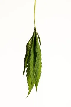 Sluggish hemp leaf on white background. Stock Photos