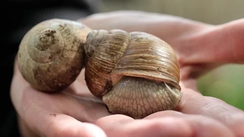 Slugs and snails.  Snails on a hand close-up. Stock Footage 246312441