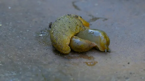 Slugs are lying on top of each other Vidéo 123586810