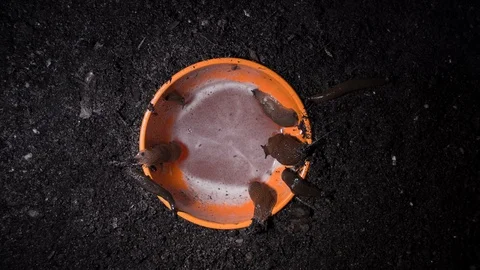 Slugs in a beertrap overnight timelapse Video stock 90088338