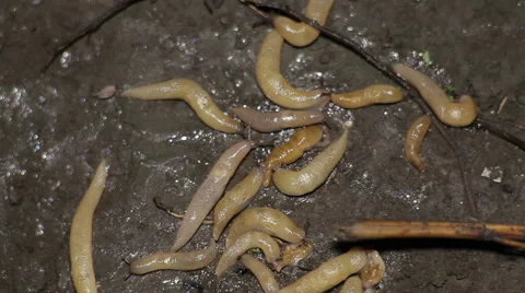 Slugs Crawl on The Ground Video stock 53210698