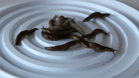 Slugs creep on a surface. Stock Footage 56611405