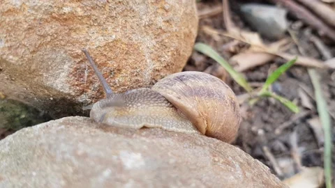 Slugs Video stock 140564519