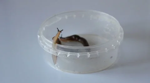 Slugs getting out from a cup Video stock 56611373