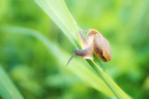 Slugs on grass in fields. Stock Photos
