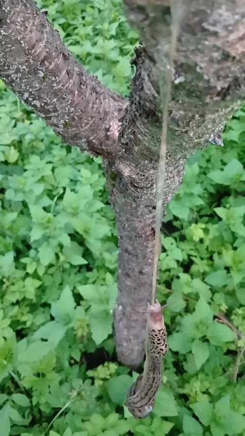 Slugs mating in the air 스톡 동영상 313869520