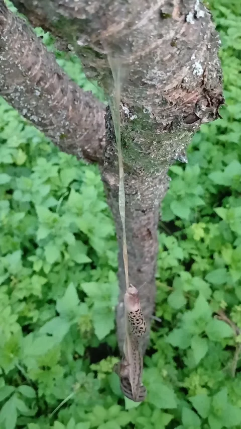 Slugs mating in the air 스톡 동영상 313869530