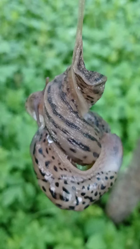 Slugs mating in the air 스톡 동영상 313869615
