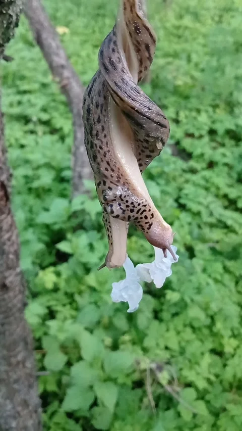 Slugs mating in the air 스톡 동영상 313869665