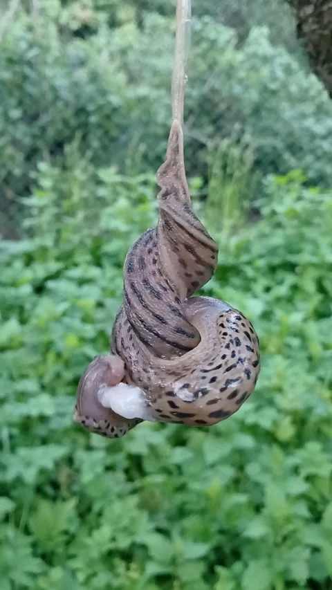 Slugs mating in the air 스톡 동영상 313869666