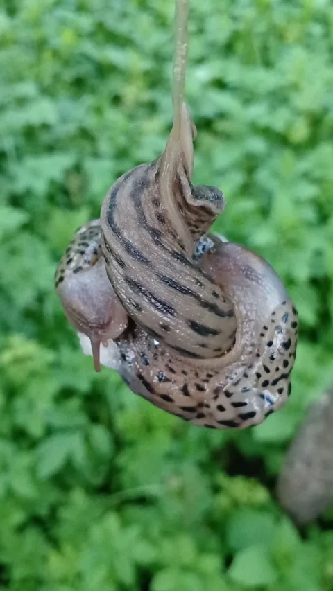 Slugs mating in the air 스톡 동영상 313869674