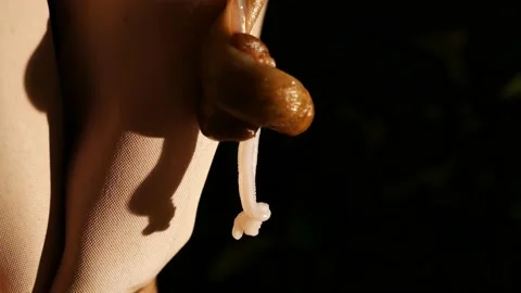 Slugs mating Stock Footage 137876046