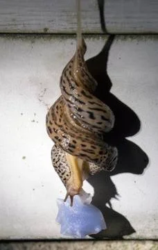 Slugs mating Stock-Fotos