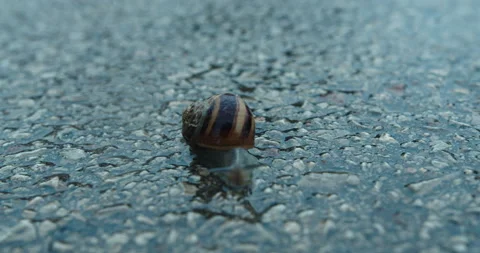 Slugs in rainy day 動画素材 143836903