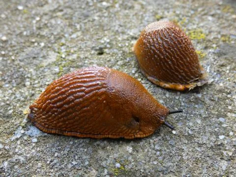 Slugs (Snail Without Shell) Stock Photos