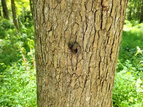 Slugs on tree bark or trunk in forest or woods Stock Photos