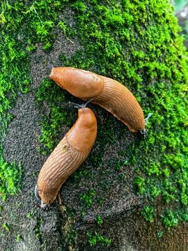 Slugs Without Shells on a Tree Trunk 스톡 사진