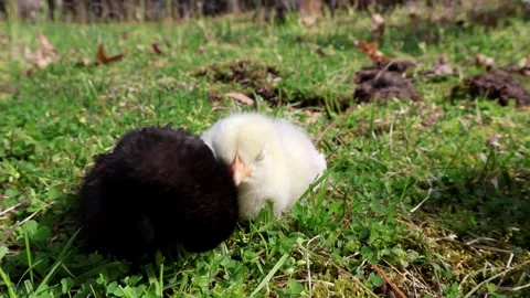 Slumber in the Meadow: Chicks Nodding Off Stock Footage 273131249