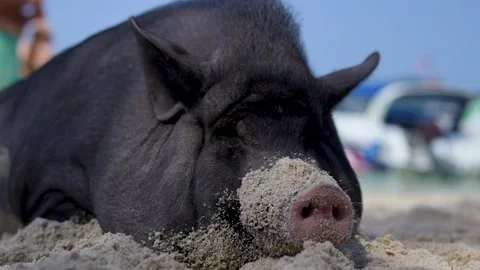 Slumbering Pig on a Sandy Shore Stock Footage 266166734