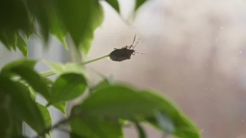 Sly bug sitting on a twig among the green leaves Stock Footage 106957692