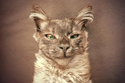 Sly cat Stock Photos